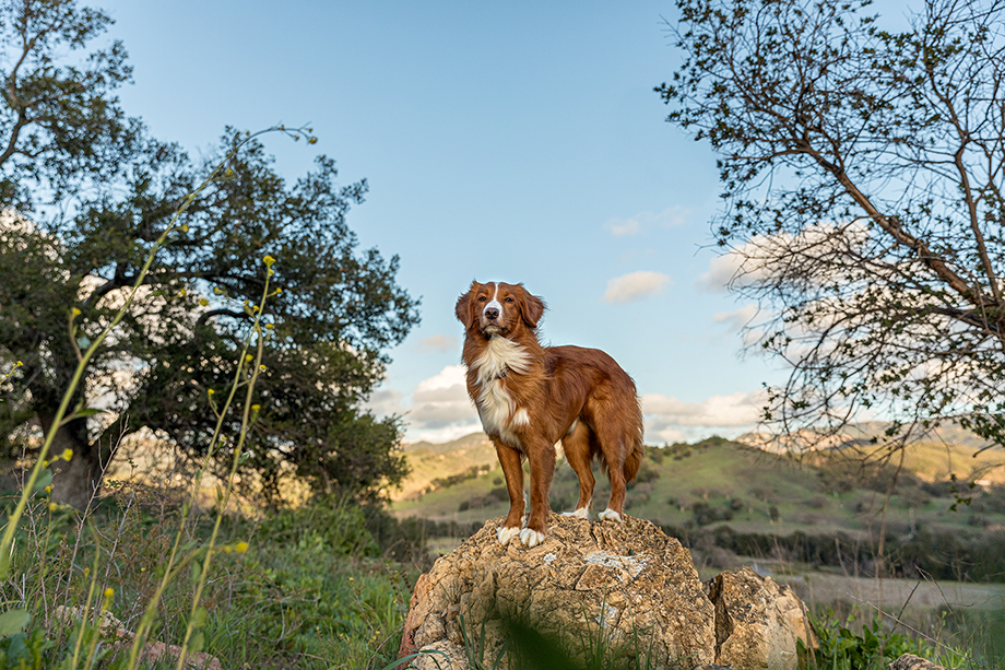 Dog stands on rock looking in distance with rugged mountain landscape in background. Shot for Purina Pro Plan campaign by photographer Lou Bopp.