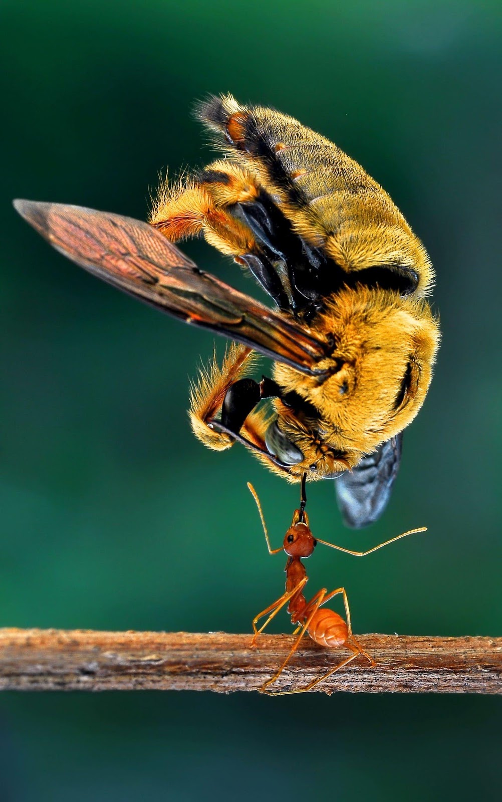 A weaver ant balanced a dead bee many times its own size in its ...