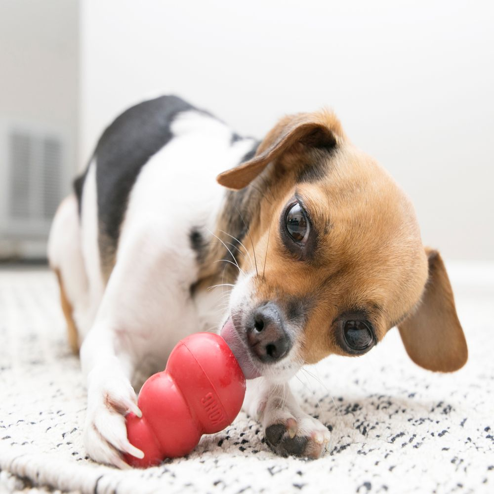 咀嚼型的玩具耐咬耐啃可排解狗狗的無聊。