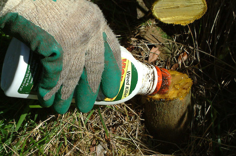 Cutting and Herbicide Application (Cut Surface Treatment)