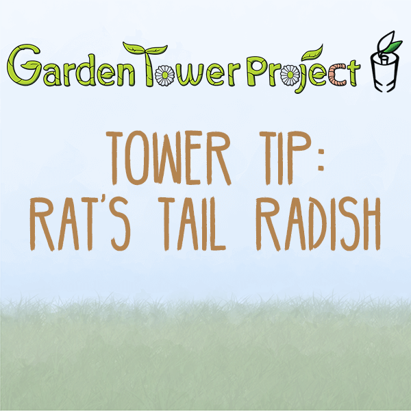 Tower Tip: Rat's Tail Radish