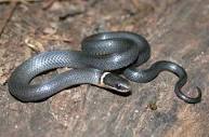 Image result for photos of snakes