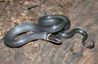 http://herpsofnc.org/snakes/ Image result for photos of snakes