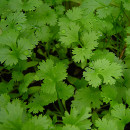cilantro.jpg