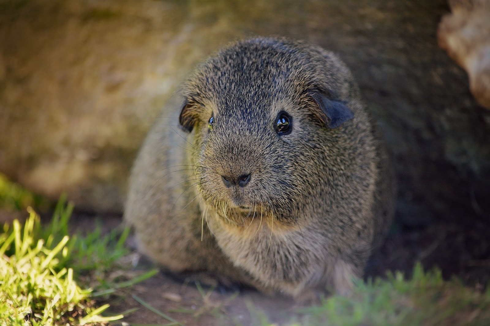 https://get.pxhere.com/photo/nature-animal-wildlife-mammal-close-rodent-fauna-guinea-pig-wild-life-whiskers-vertebrate-out-marmot-prairie-dog-small-animals-smooth-hair-agouti-black-cream-agouti-872388.jpg