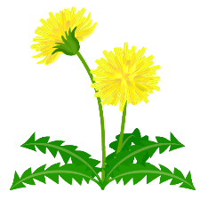 Attēls, kurā ir augs, zieds

Apraksts izveidots ar ļoti augstu ticamību