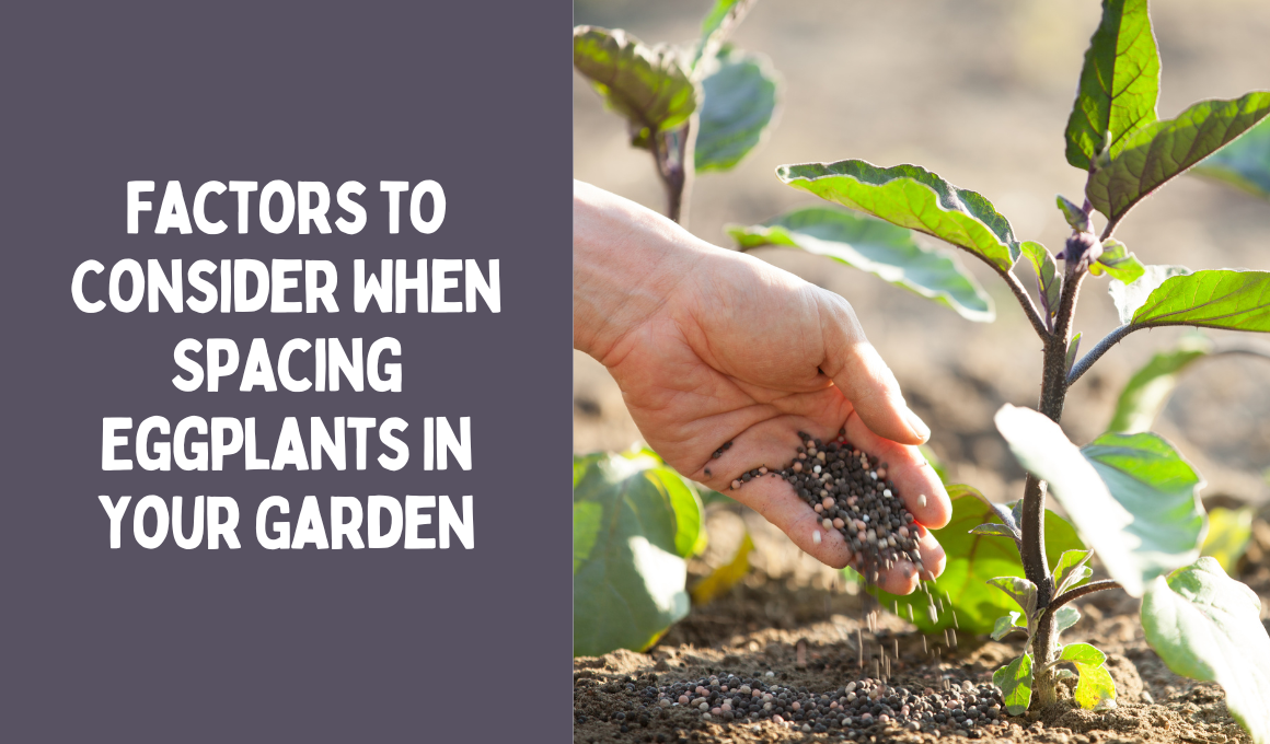 Factors to Consider When Spacing Eggplants In your Garden