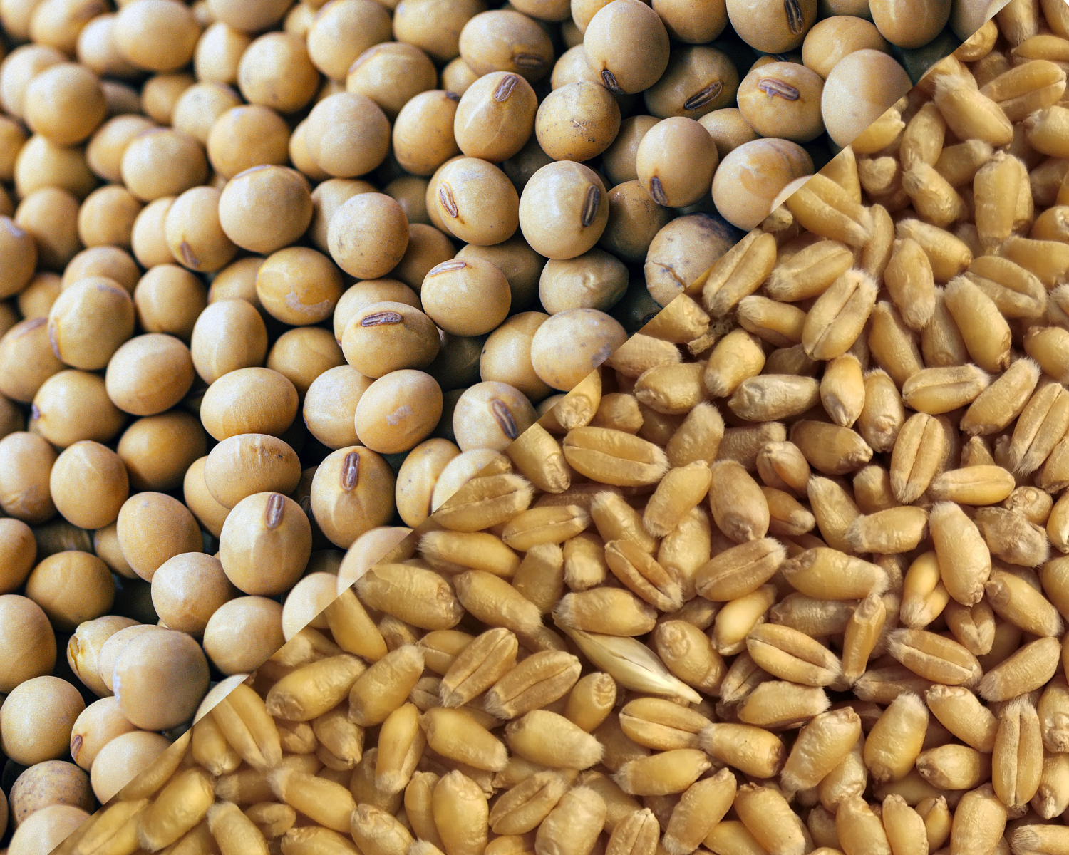 soybean and wheat