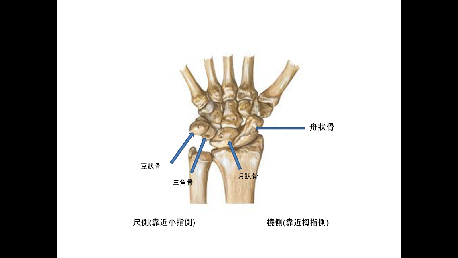 手腕解剖構造簡介 11樓的數字屋 痞客邦