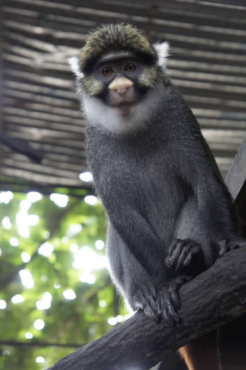 Macintosh HD:Users:lina_aneesa:Downloads:1200px-Sclater's_guenon_(Cercopithecus_sclateri)_at_CERCOPAN_sanctuary.jpg