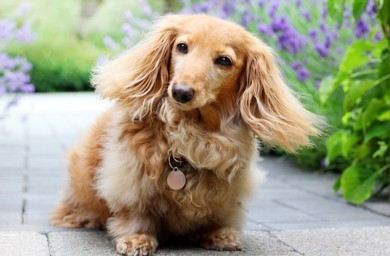 Cream Dachshund - Everything You Need To Know