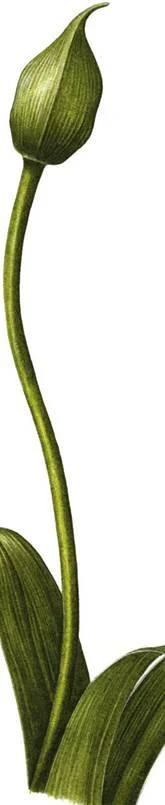 D:\0 wd yedek\acr yedek\1 film indirme\botanicheskaya_illyustraciya2_files\image231.jpg
