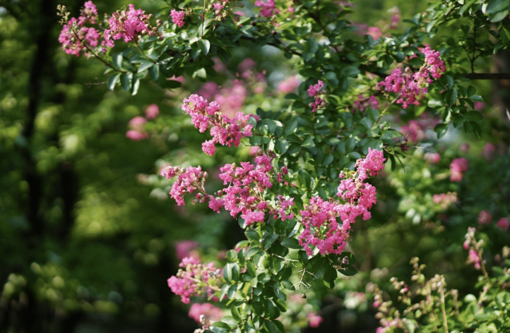 Beautiful green and pink crape myrtle blooming