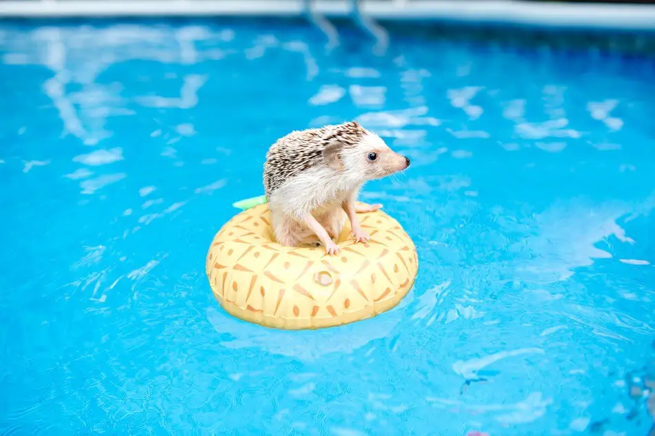 Can Hedgehogs Swim