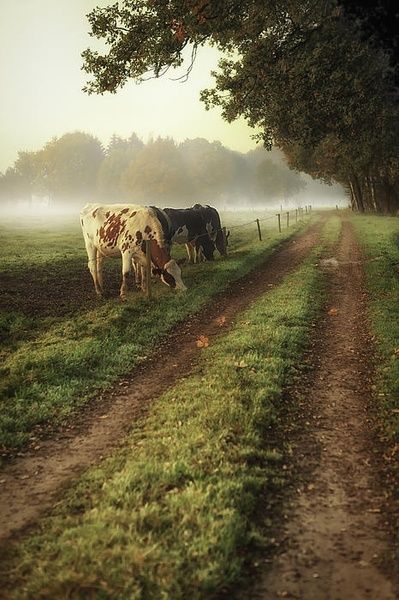 morning cows.jpg