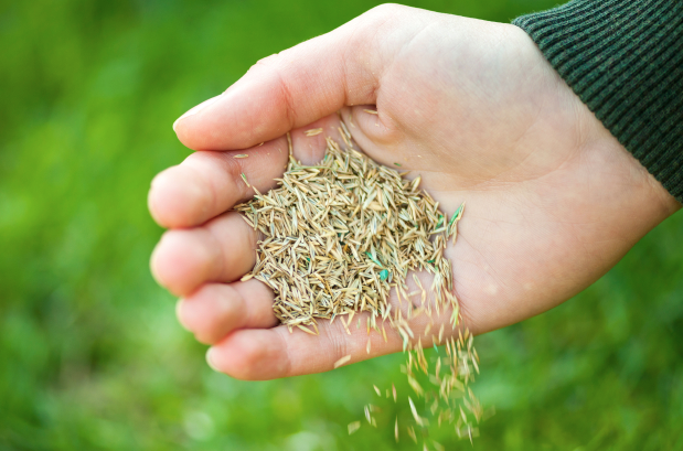 hands pouring out grass seeds