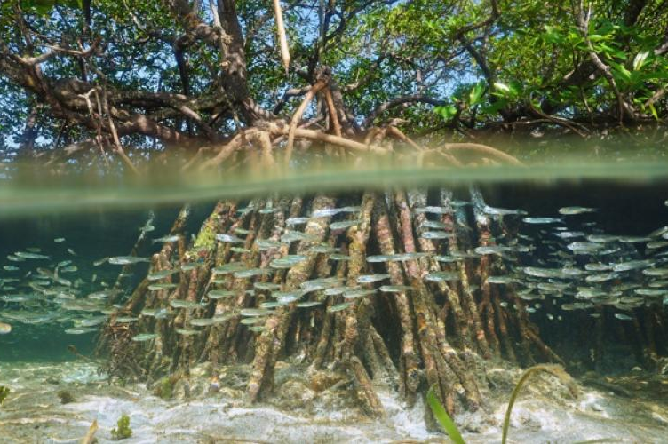 mangrove fish
