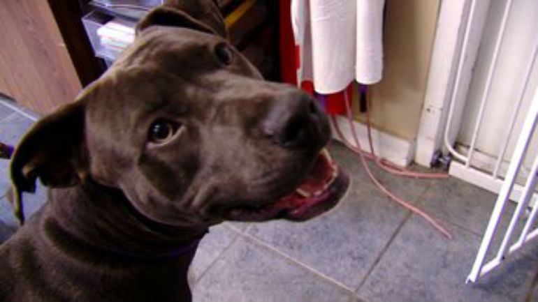 Missing Dog Travels 1,100 Miles