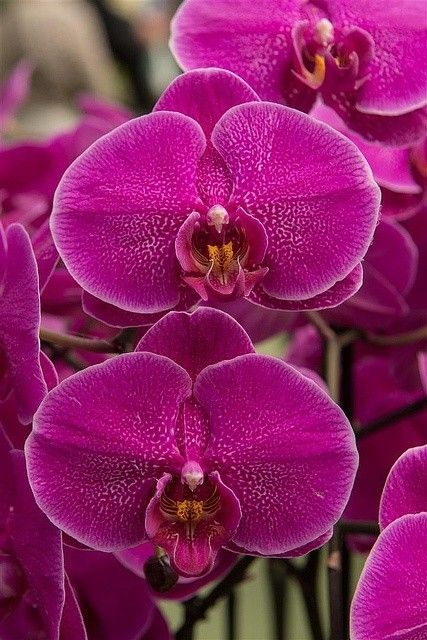 Orchid Flower ou Rosa Orquídea é a grande aposta de cor para a primavera/verão 2022