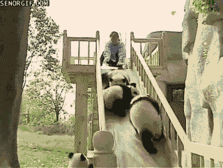 Gif of pandas sliding down a slide into each other.