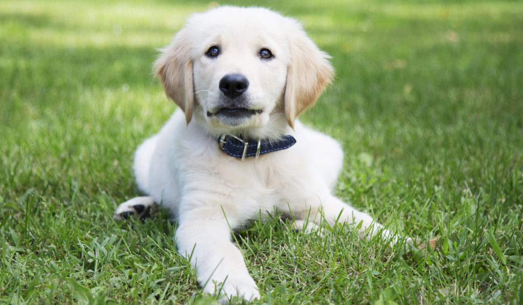 Dog wearing Italian Leather collar