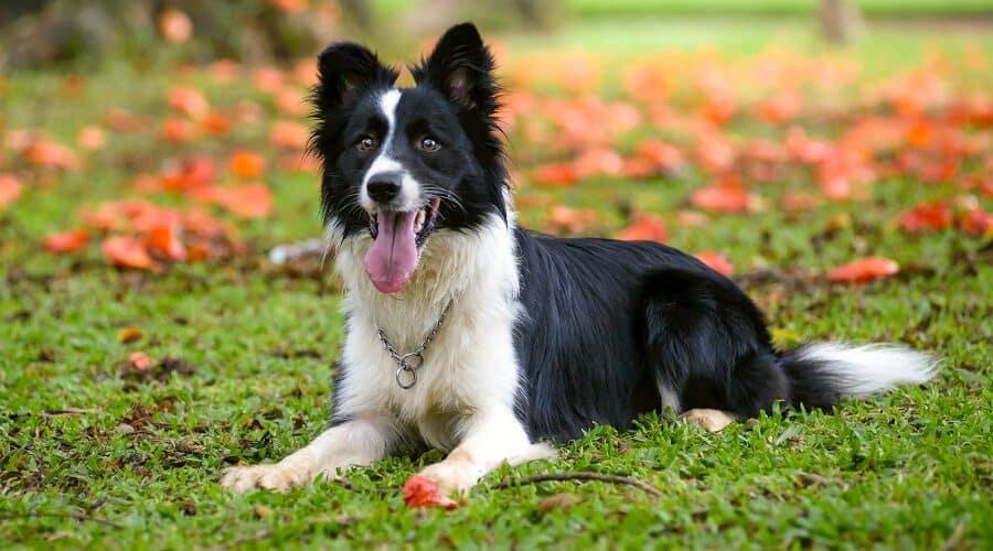 border collie blue eyes for sale