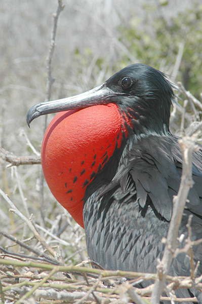 Image result for Frigate bird
