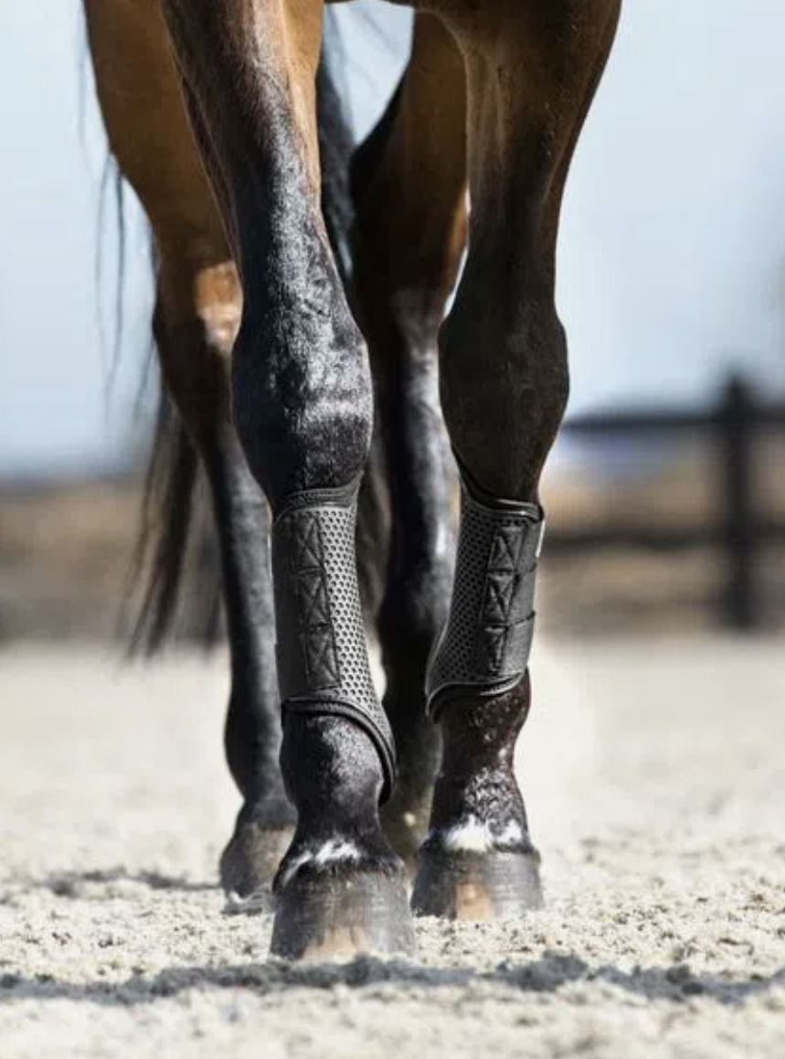 Horse in sand ring wearing Horze Anchor Splint Boots
