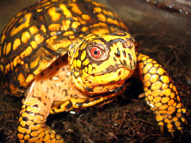 File:Eastern box turtle.jpg