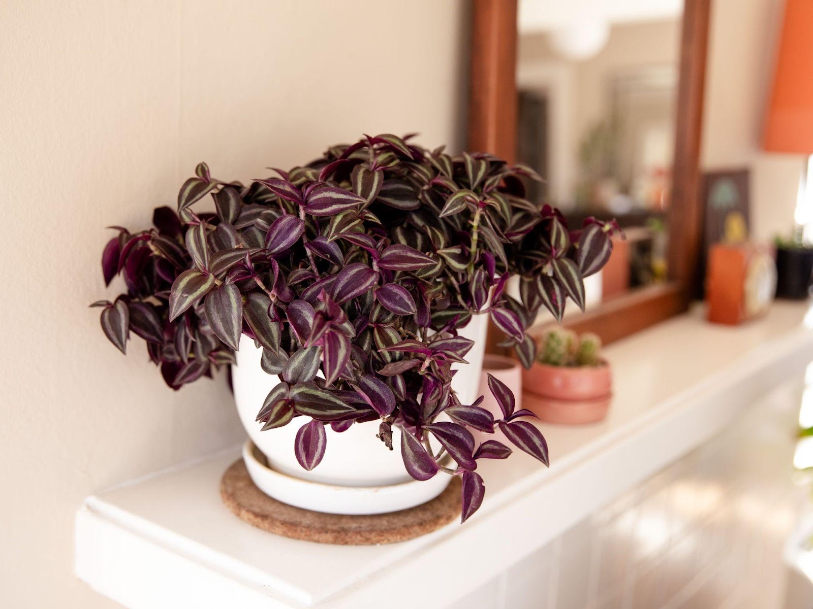 wandering jew grow light