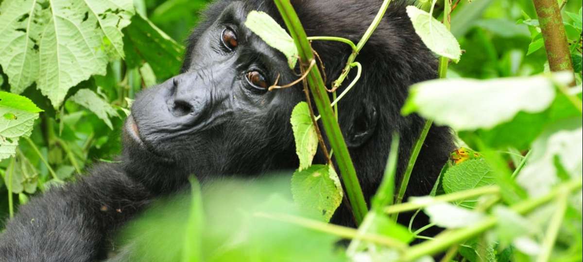 Gorilla Trekking Safari spotting