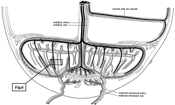 Figure 10: Synoptic representation of the fetal allantoic vascularization of the chorioallantoic placenta (below) and of the fetal vitelline vascularization of the yolk sac placenta (right). Note that both, allantoic and vitelline vessels use the same umbilical cord to connect fetus and both placentas, but remain separate vessels until into the fetus. Moderate coiling of these vessels within the cord is present, but not depicted.
