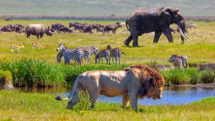 (Getty) — Composite (aka photoshopped) photo of Serengeti animals