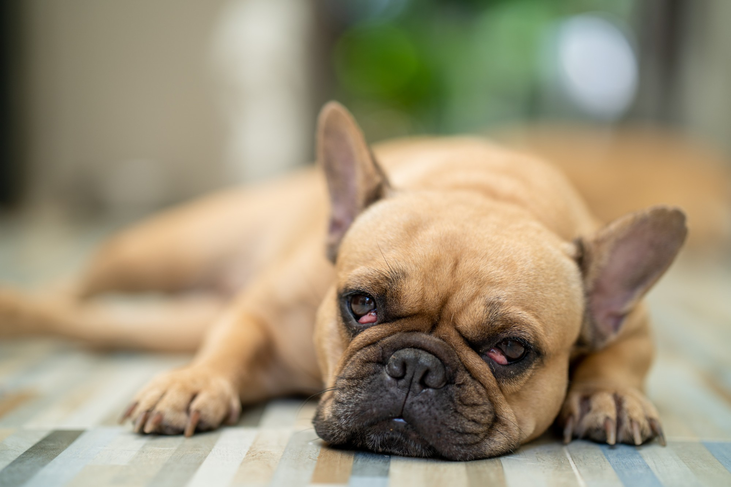 What Causes Cherry Eye in Dogs? - Volhard Dog Nutrition