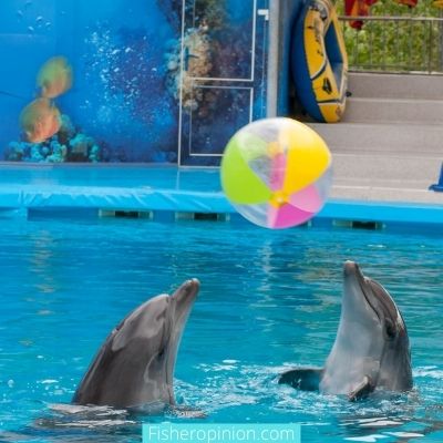 Swim with Dolphins Florida