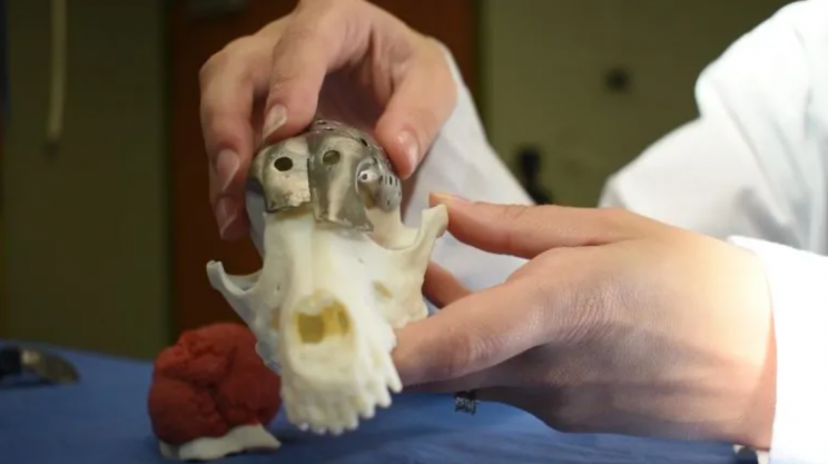 طباعة جمجمة كلب باستخدام الطباعة ثلاثية الابعاد