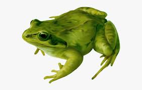 Transparent Amphibians Clipart - Amphibians Png , Free Transparent Clipart  - ClipartKey