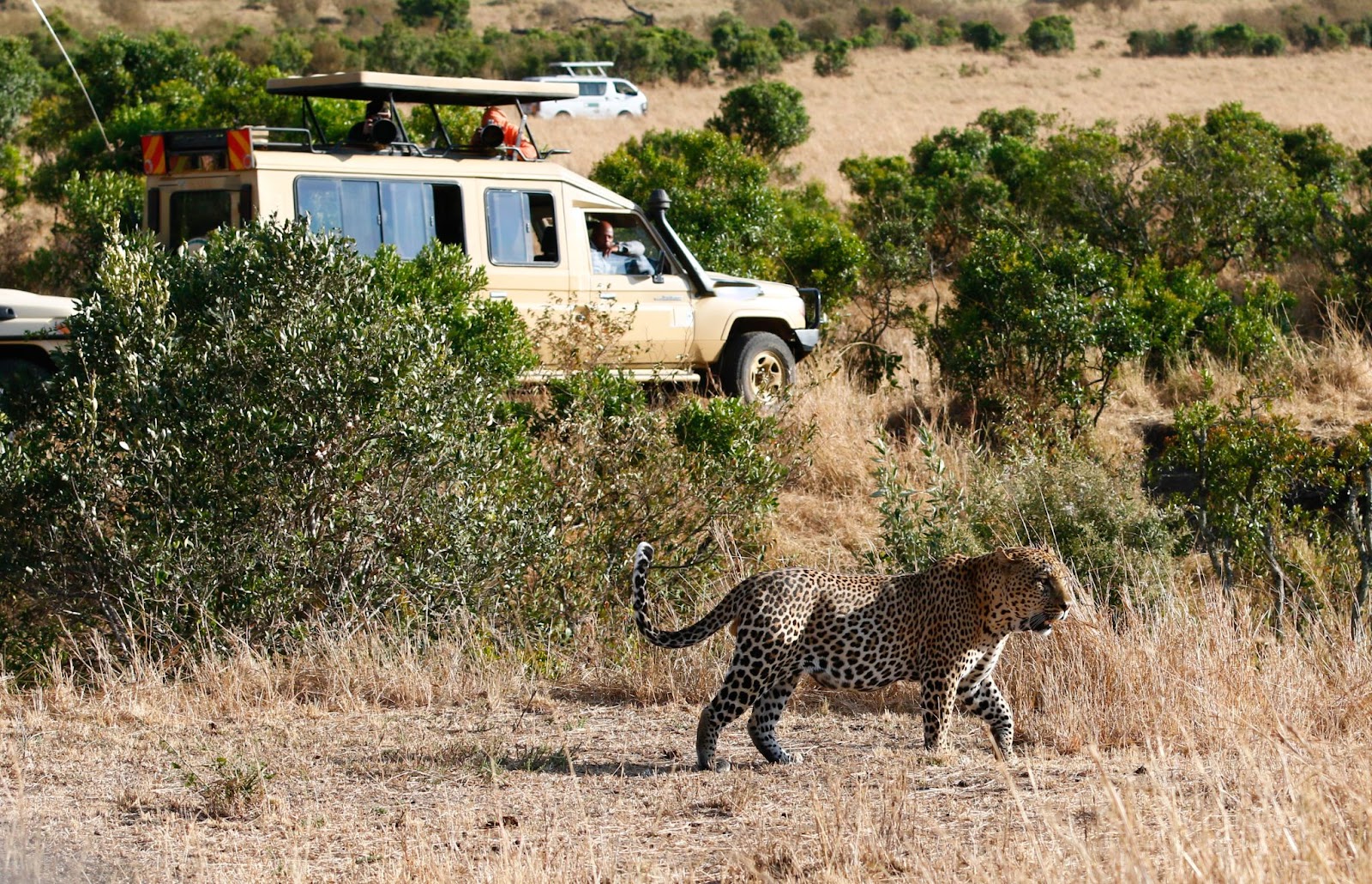 Traveling to Kenya from the USA for a Safari: How to Plan the Best Kenya Safari Trip