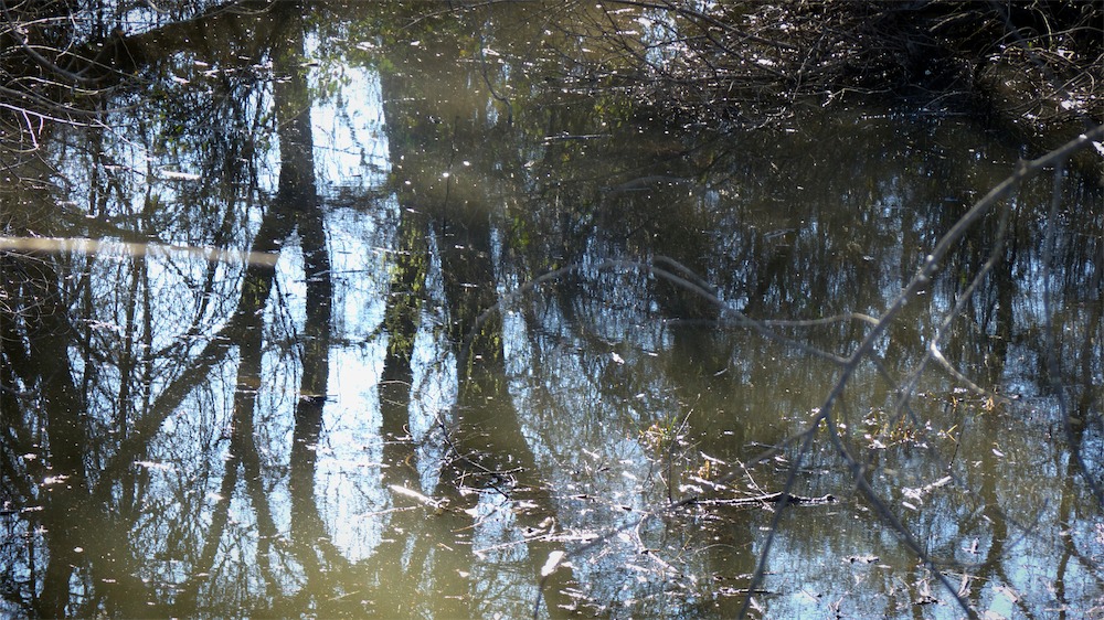 Hidden Pond Reflection.jpg