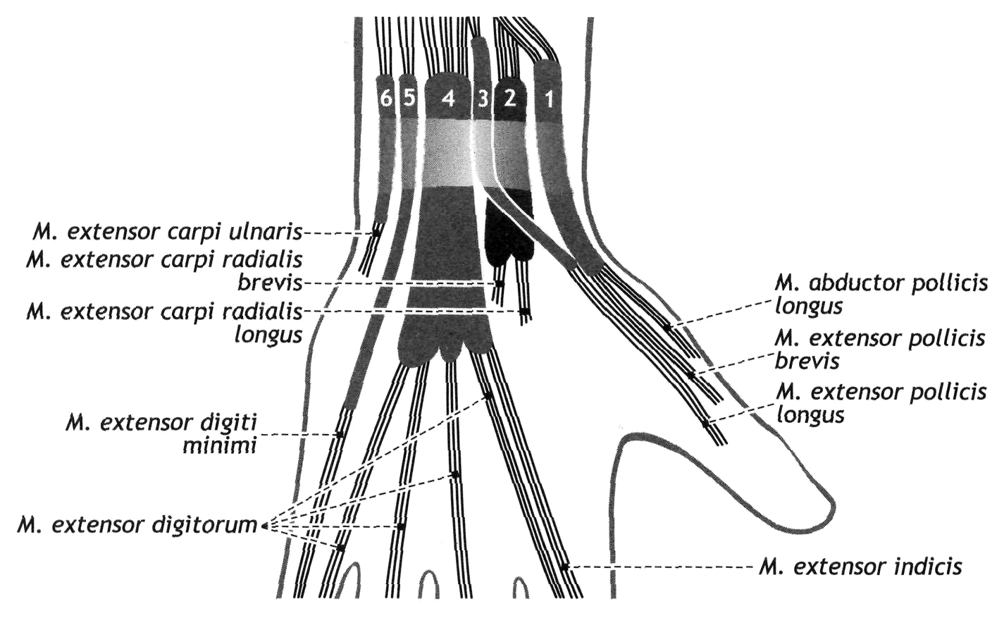 A diagram of the muscles of the hand

Description automatically generated with low confidence
