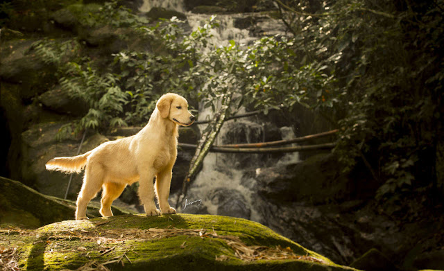 Golden Retriever em cima de tronco de árvore repleto de musgo. Fundo da foto com queda d’água numa cachoeira.