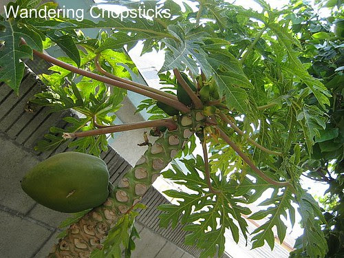 Papaya Trees 3