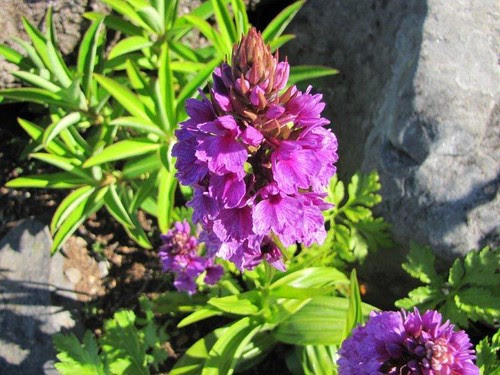 Foto 10- Orquídea-da-serra (Dactylorhiza foliosa)
