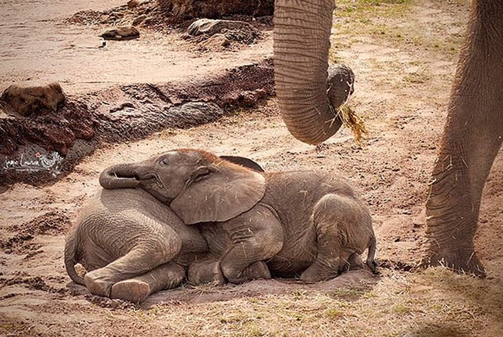 Animais fofos que usam os amigos de travesseiros