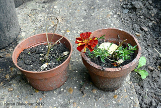 Sacrificial marigolds Sacrificial marigolds