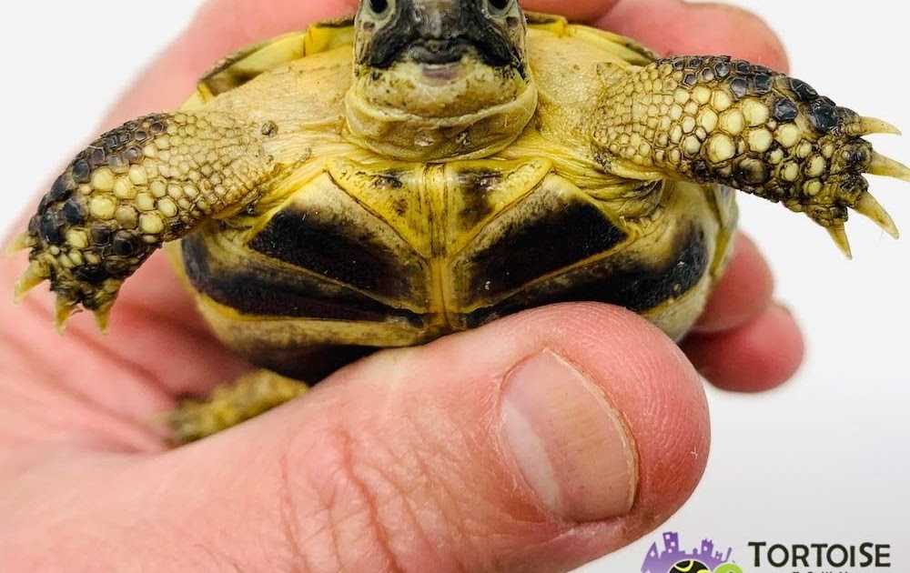 Pet Stores Selling Turtles Near Me patisownworld
