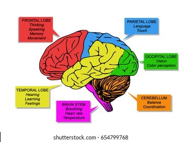 Lobes Of The Brain : The Lobes And Limbic System - The frontal lobe is ...