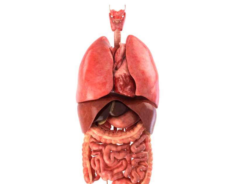 Female Abdominal Organs Diagram - Abdominopelvic Cavity: Bony Landmarks