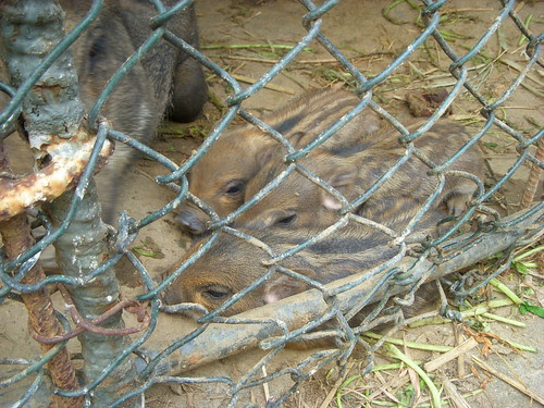 小山豬 (2)