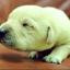 Lancashire Telegraph: Hulk was born with a green tint to his fur